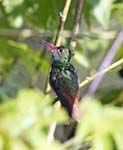 Rufous-tailed Hummingbird, El Cairo, Cocora Valley, Los Nevados NP