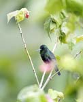 Steely-vented Hummingbird, El Cairo, Cocora Valley, Los Nevados NP