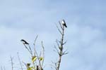 Blue & White Swallow, Otún Quimbaya