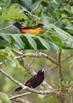 Female (Top) & Male Flame-rumped Tanager