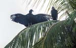Black Vulture, Tayrona Beach