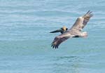 Brown Pelican, Tayrona Beach
