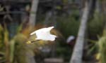 Snowy Egret, Tayrona Beach