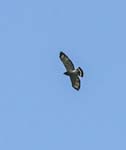 Common Black Hawk, Minca, Sierra Nevada de Santa Marta
