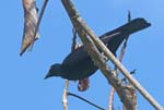 Giant Cowbird, Minca, Sierra Nevada de Santa Marta