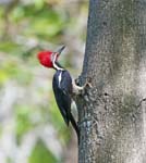 Lineated Woodpecker, Minca, Sierra Nevada de Santa Marta