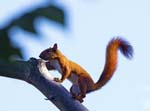 Red Squirrel, Minca, Sierra Nevada de Santa Marta