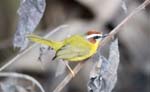 Rufous-capped Warbler, Minca, Sierra Nevada de Santa Marta