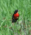 Male Red-breasted Blackbird, SAN JOSÉ - TORTUGUERO