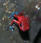 Strawberry Poison-dart Frog - "Blue Jeans", TORTUGUERO