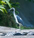 Juvenile Little Blue Heron, TORTUGUERO