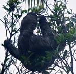 Female Three-toed Sloth, TORTUGUERO