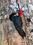 Black-cheeked Woodpecker, TORTUGUERO