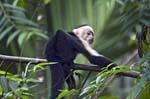 White-headed Capuchin, TORTUGUERO