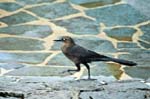 Female Great-tailed Grackle, TORTUGUERO