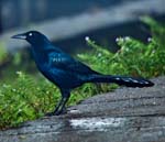 Male Great-tailed Grackle, TORTUGUERO