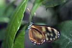 Glasswinged Butterfly, MONTEVERDE