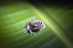 Pygmy Rain Frog, MONTEVERDE