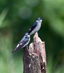 Blue & White Swallow, ARENAL