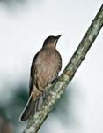 Clay-coloured Robin, ARENAL
