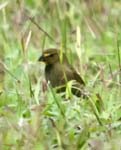 Female Yellow-faced Grassquit, ARENAL