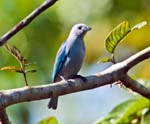 Blue-grey Tanager ARENAL