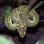 Eyelash viper (Bothriechis schlegelii), ARENAL
