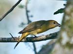 Female Summer Tanager, ARENAL