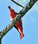 Male Summer Tanager, ARENAL