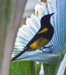 Black-cowled Oriole, ARENAL