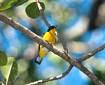 Female Black-cowled Oriole, ARENAL