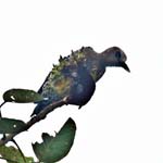 Hoffmann's Woodpecker, ARENAL