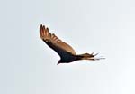 Turkey Vulture, ARENAL
