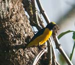 Male Yellow-crowned Euphonia, ARENAL