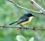 Common Tody Flycatcher. ARENAL