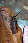 Long-horned Beetle, OSA