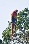 Scarlet Macaw, OSA
