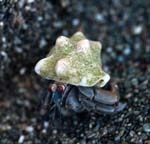 Hermit Crab, OSA