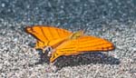 Marpesia berania (Amber Daggerwing), OSA