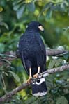 Mangrove Black-Hawk, OSA