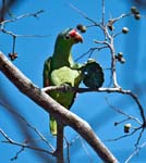 Red-Lored Parrot, OSA