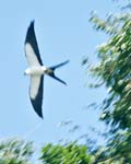 Swallow-tailed Kite, OSA