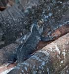 Black Spiny-tailed Iguana, OSA