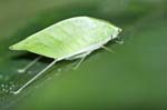 Leaf Katydid, OSA