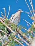 White-winged Dove, SAN JOSÉ