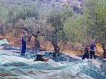 Olive Picking Elia Traditional Hotel Ano Vouves