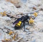 Scarab Hunter Wasp Palea Roumata Valley