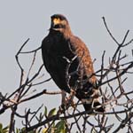 Common Black-Hawk, Cayo Las Brujas, Near Caibarién