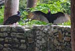 Turkey Vulture, Las Terrazas, Near Viñales