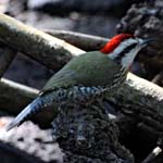 Cuban Green Woodpecker, Las Terrazas, Near Viñales